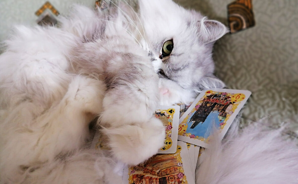 Серая кошка и карты. Фото автора