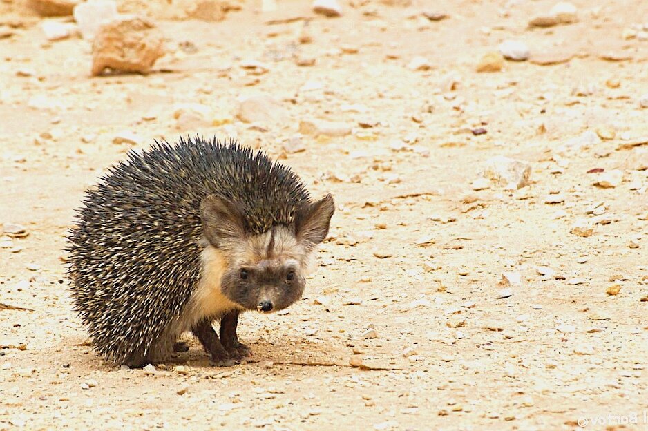 Не только мистическое значение этих животных привлекало, как оказалось древних Египтян, но и их мясо с особым вкусом. 