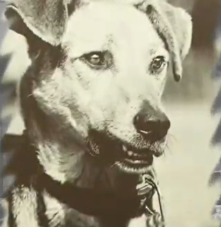 Фото настоящего Трезора не сохранилось 