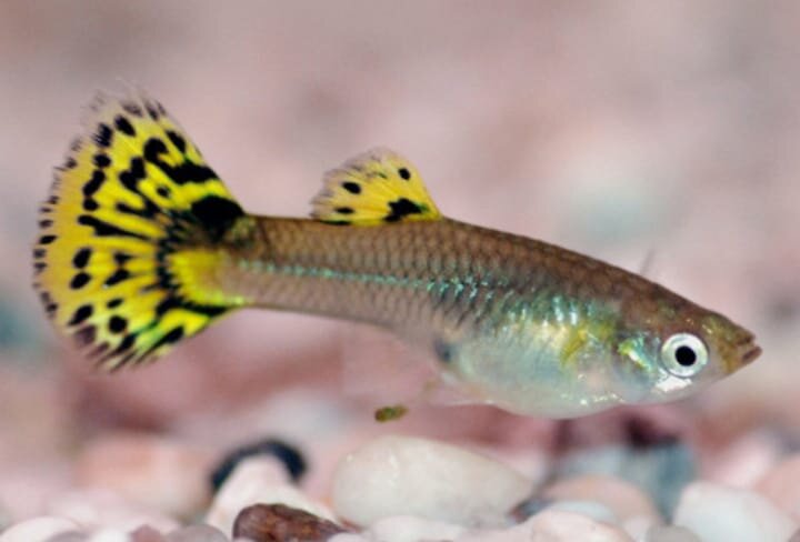 аквариумные рыбки гуппи.