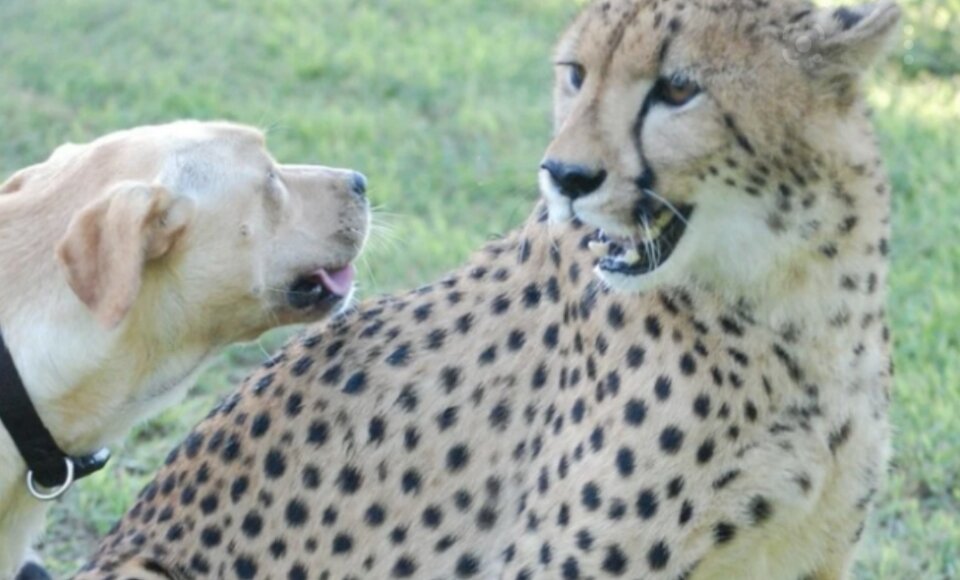 Так эта необычная парочка выглядит сейчас. Если кто-то не отстанет, то точно будет кусь