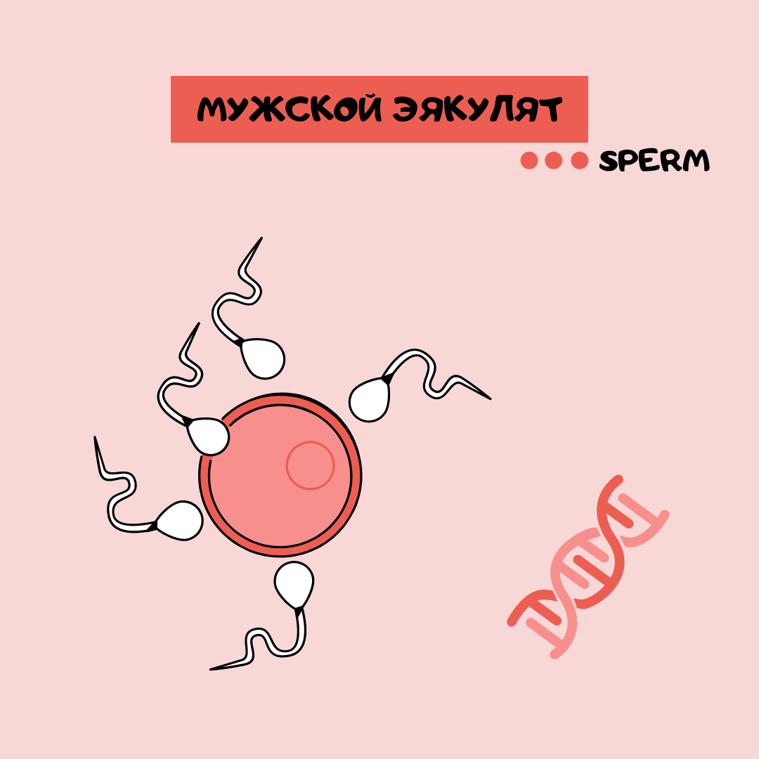 SPERM - это неоднородная вязкая субстанция и самая маленькая клетка человека. Сперма состоит из 3-х частей: головка, средняя часть и хвостик. Размер сперматозоида приблизительно 55 мкм. Кстати, голландский исследователь Левенгук первым описал некоторые микроорганизмы, которые можно рассмотреть в микроскоп. Но о том, что это сперматозоиды, стало известно намного позже. Ранее бытовало мнение, что не сам эякулят является оплодотворяющей субстанцией, а лишь его поры! 