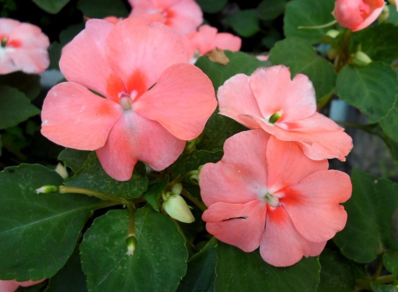 Тут неплохо видно сам цветок. Фото с ресурсов Google.