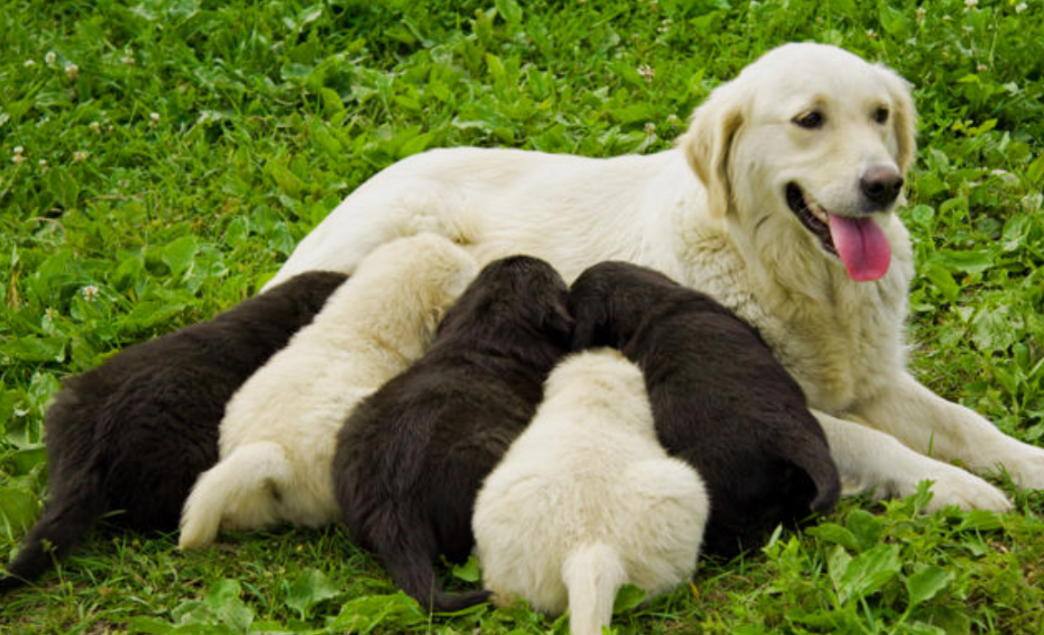Мама кормит щенков. Потомство домашних животных. Собака кормит щенков. Потомство собак. Собаки заботятся о потомстве.