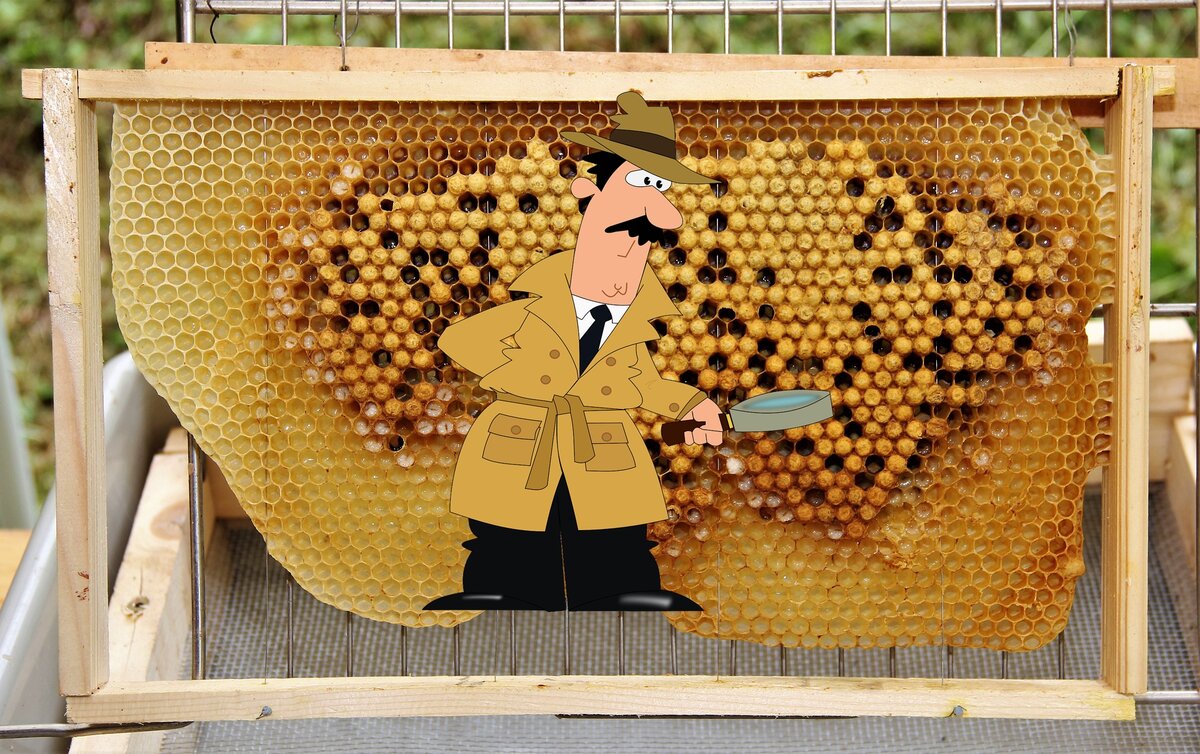 Пёстрый расплод пчёл