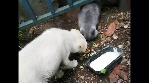 Щенок и кошка делили еду пополам. Покажем как изменился щенок спустя 9 месяцев