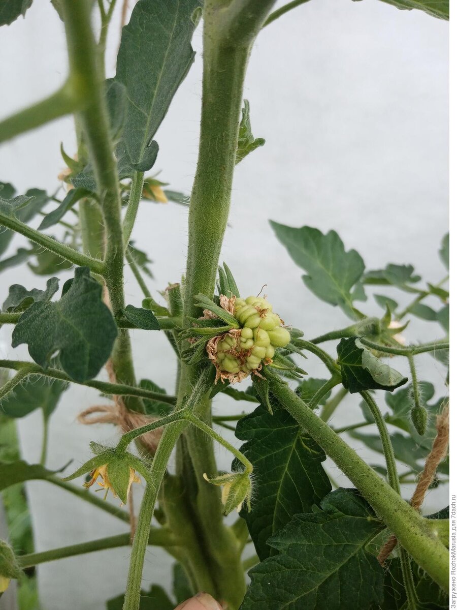 Ссылка на изображение https://img.7dach.ru/image/1200/33/98/49/2021/03/18/4b3076.jpg