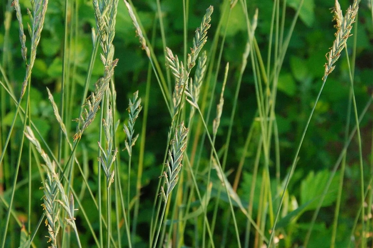 Зерновые сорняки. Пырей ползучий. Пырей ползучий (Elytrigia repens). Пырей ползучий (Elytrígia répens). Пырей ползучий Agropyron repens.