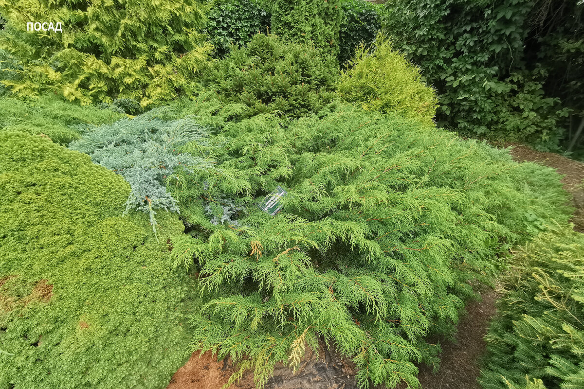 Вот она крупным планом чуть правее можжевельника. Правда, хороша?