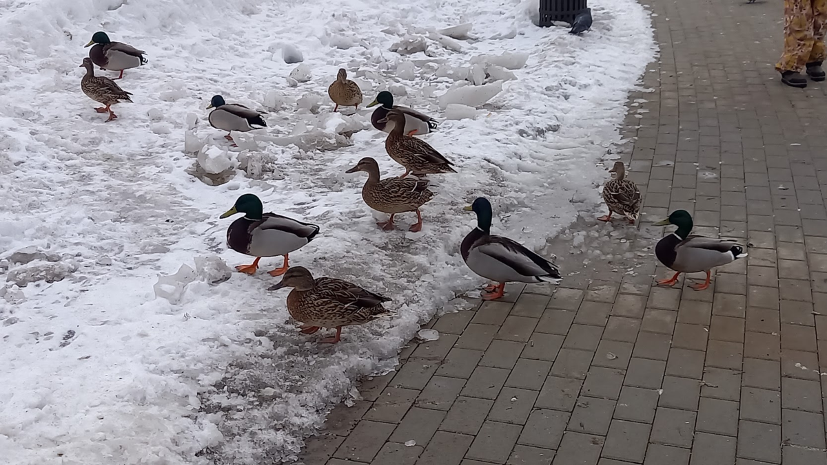 Фото с прогулки.