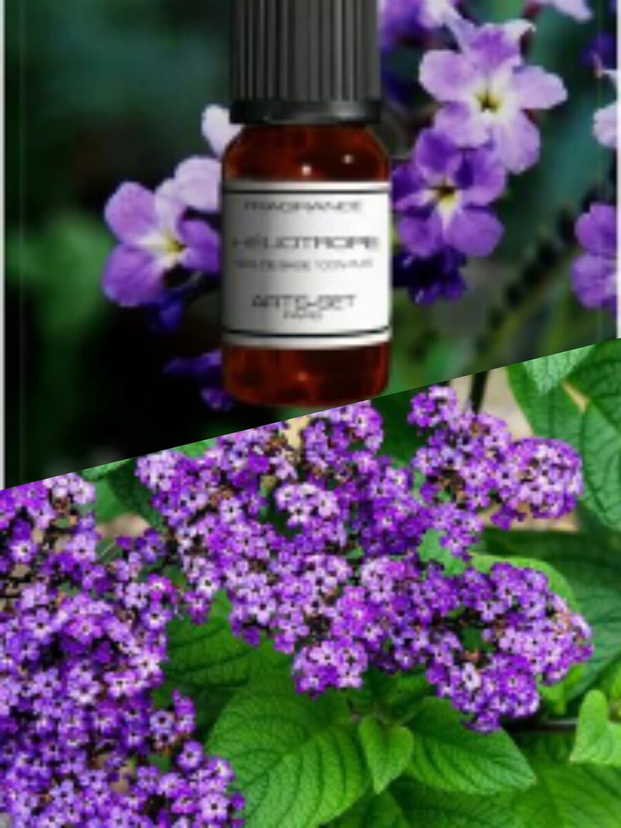 Фотоколлаж автора статьи