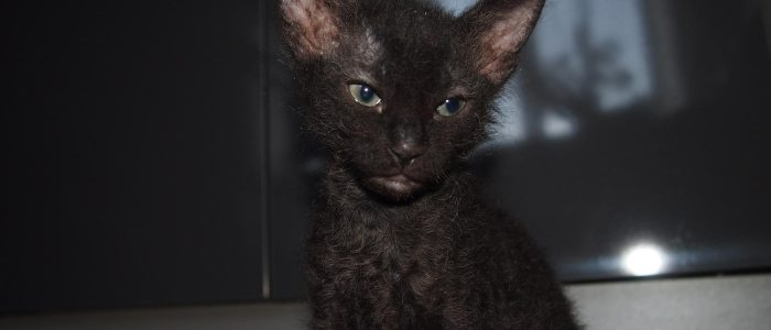 донской сфинкс браш