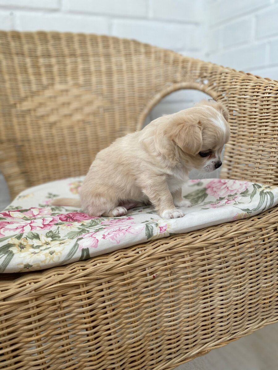 Молли. 22 июля 2020 года