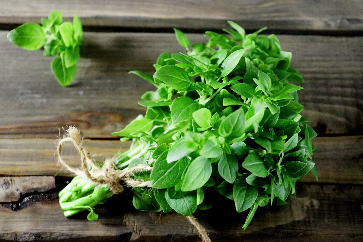 Пучок свежего базилика