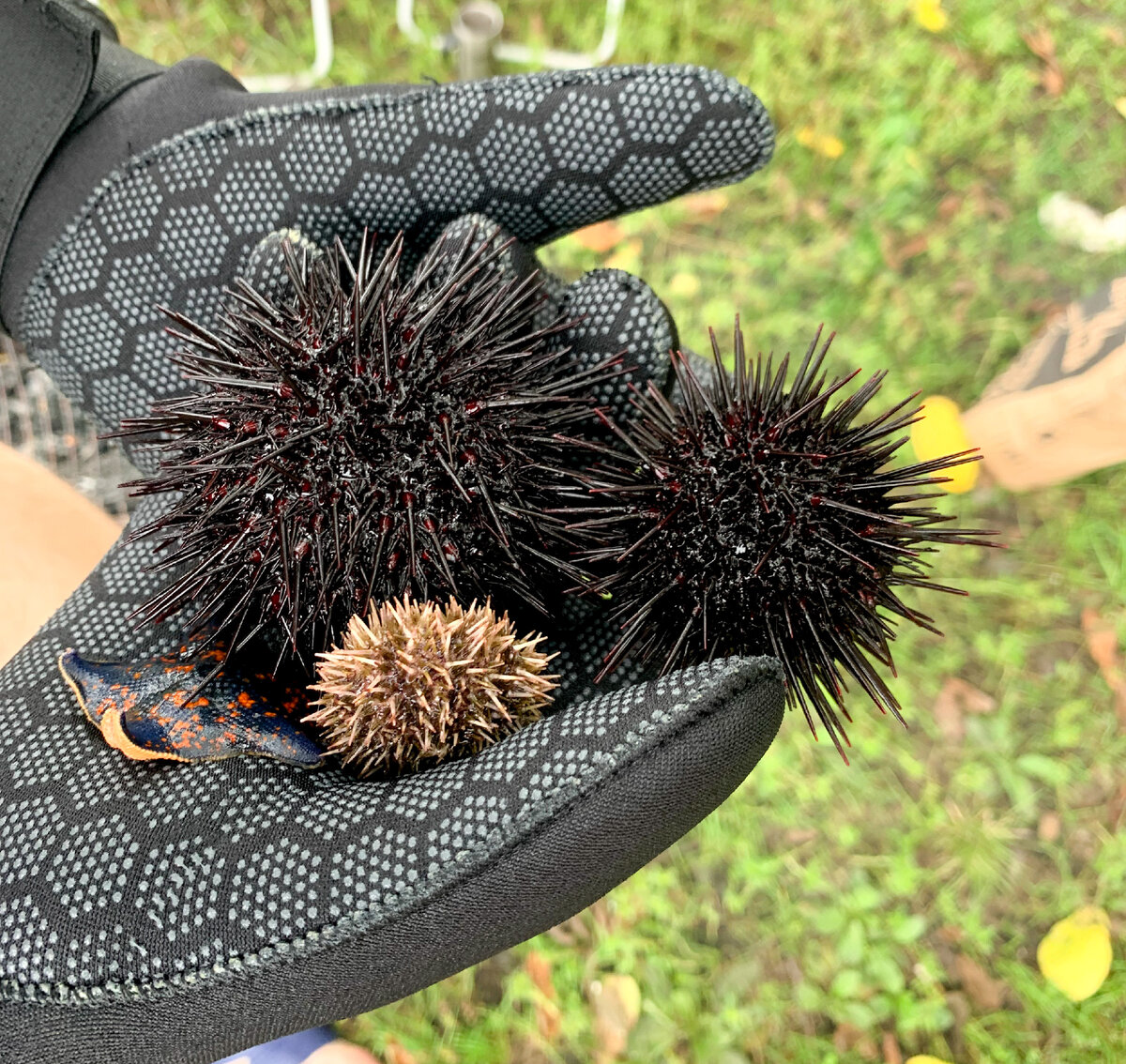 Ловили ежей самостоятельно, необычный вкус! Фото автора 