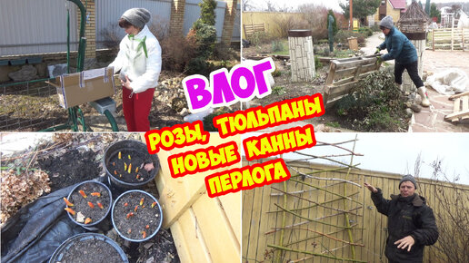 Розы после зимовки. Тюльпаны в горшках. Новые канны. Новая пергола.