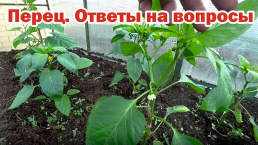 Ответы на вопросы про перец