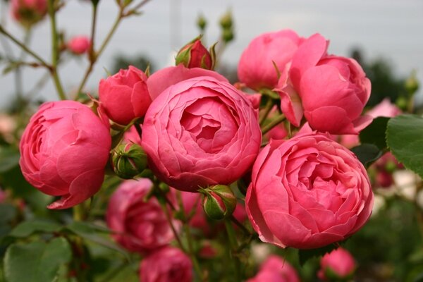 Роза помпонелла