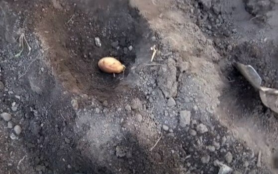 Процесс посадки. Фотография взята из источника www.dreambulgaria.ru