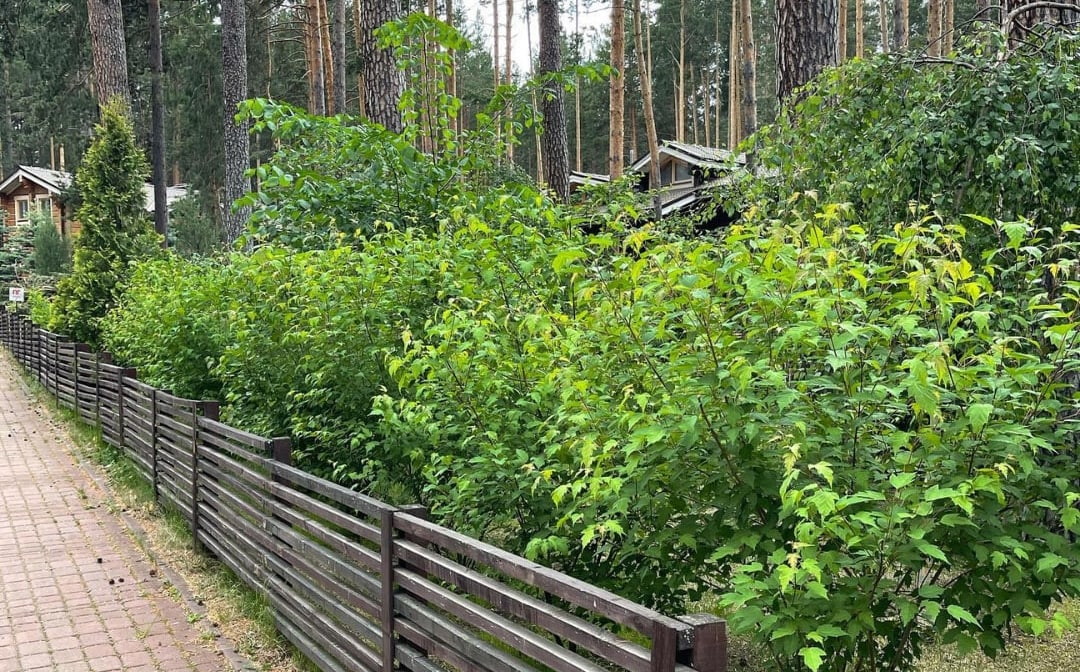 Клен Гиннала