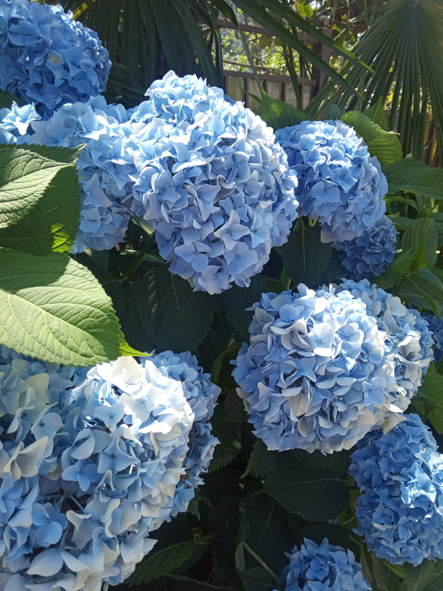 Прекрасные цветы на Таллинской улице в Лоо.