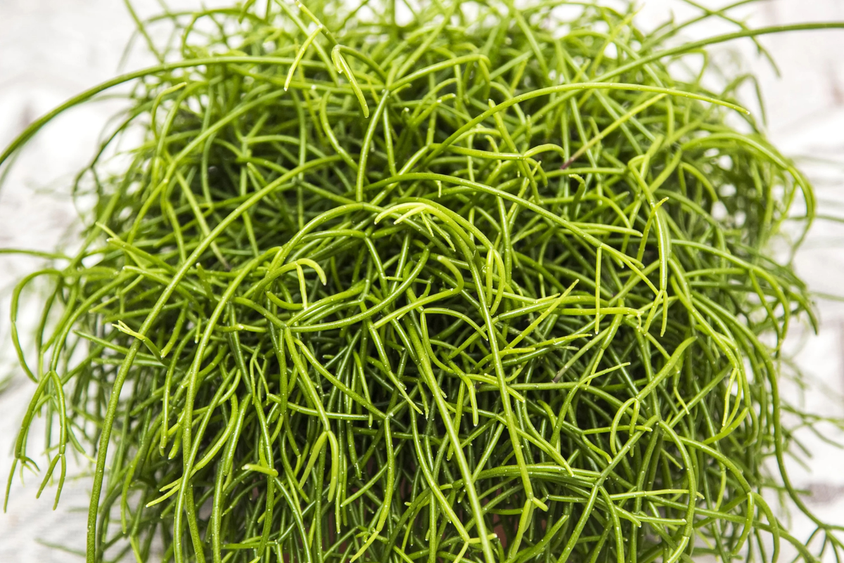 Чувак, как давно ты стригся?