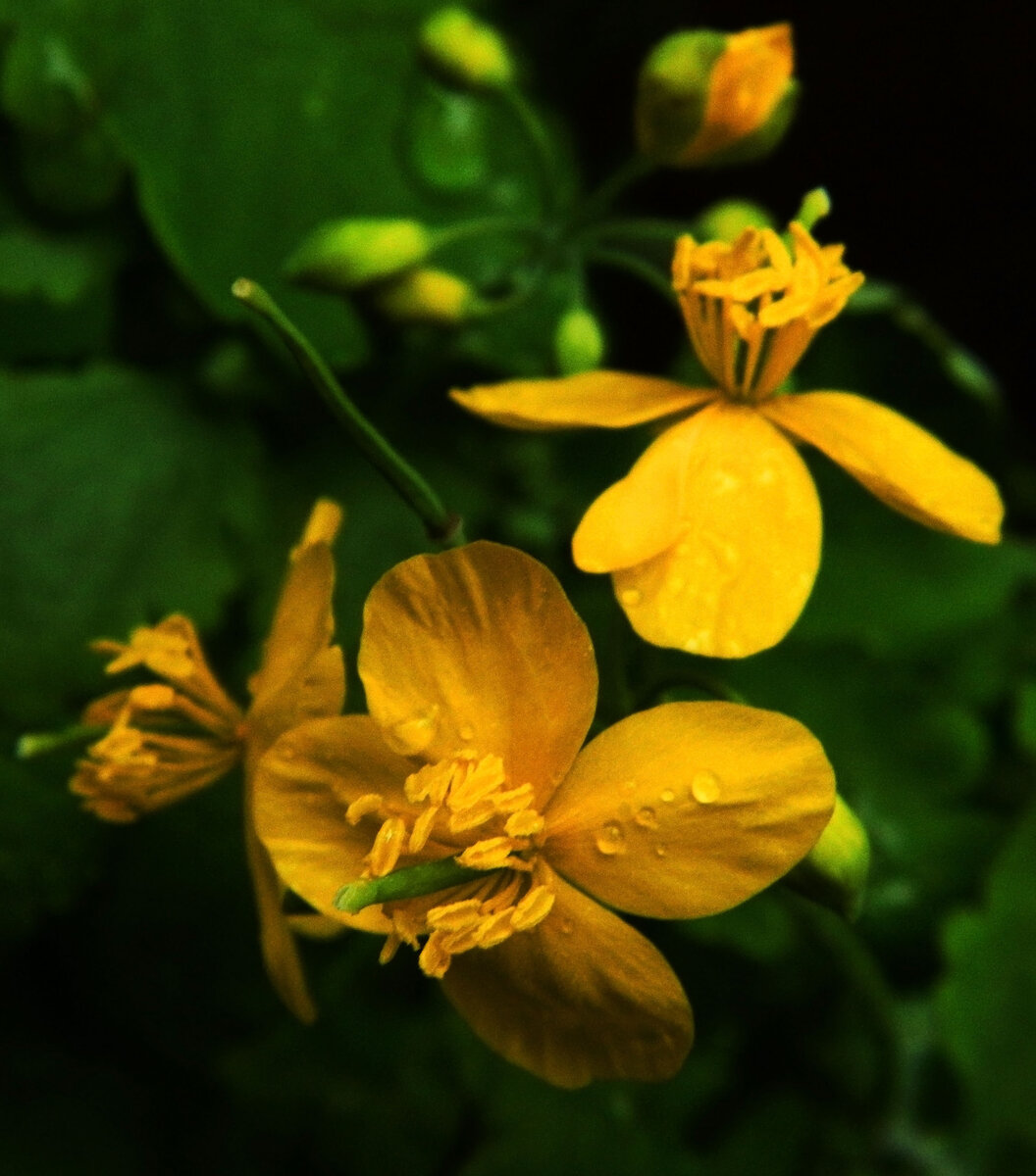 фото автора канала