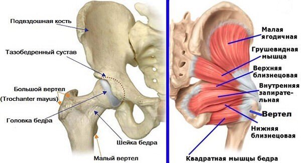 Место прикрепления средней ягодичной мышцы
