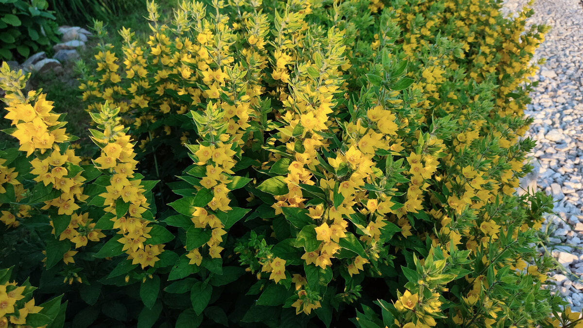 Фото автора. Вербейник точечный, Лизимахия