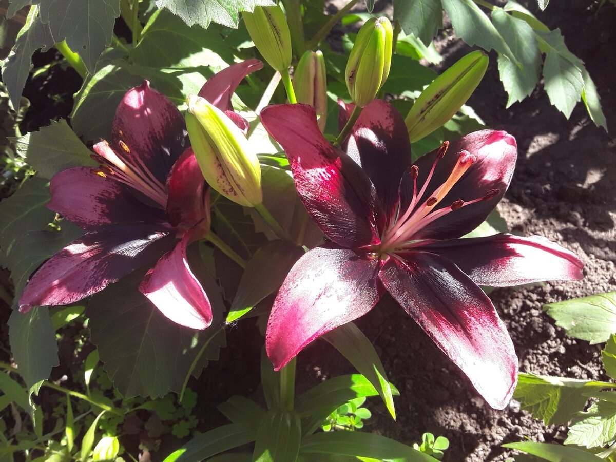 Лилия азиатская низкорослая, сорт Tiny Poems