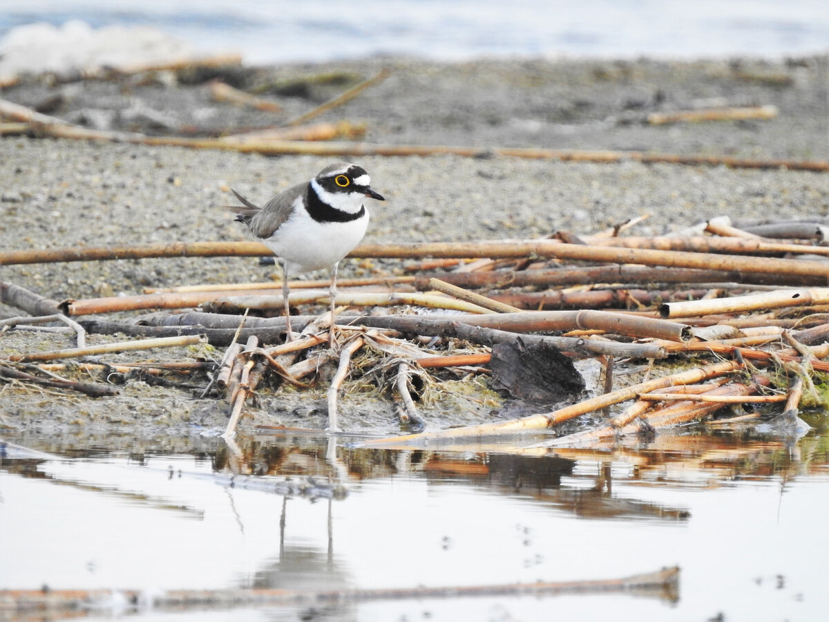 Малый зуек на берегу соленого озера в Свердловской области, 5 июня 2022, фото автора