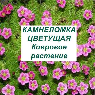 камнеломка цветущая