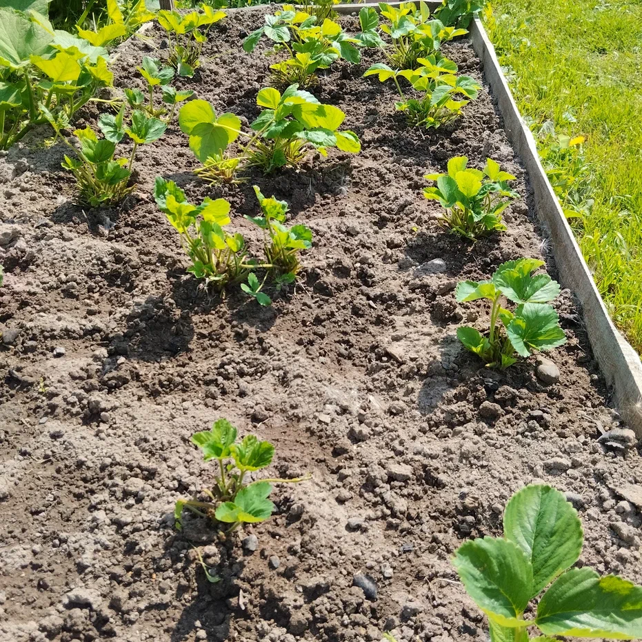 Первая обработанная грядка, кустики уже подросли