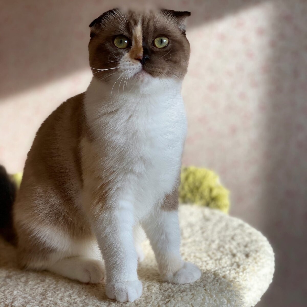 Фея (Fairy Tinker Belle, окрас черный минковый калико)