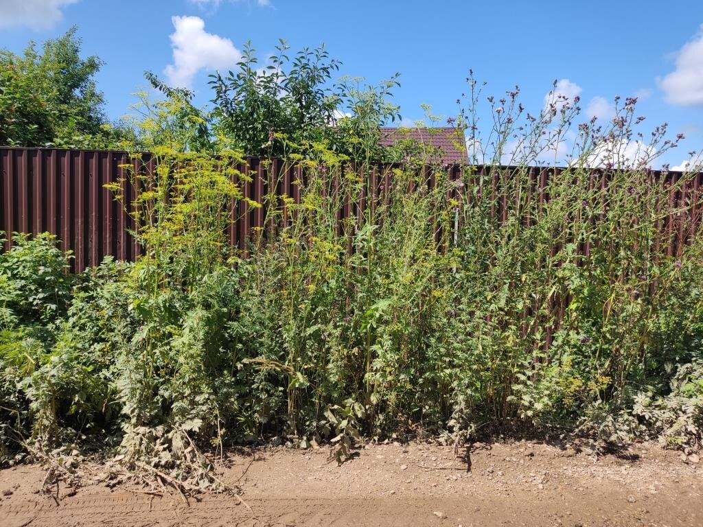 Вдоль забора растут сорняки в два человеческих роста.
