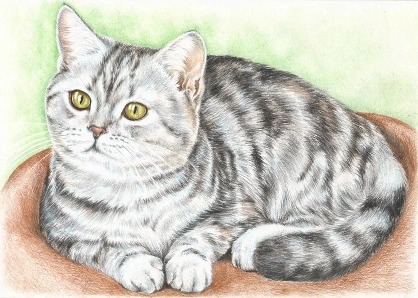 Рисунок из открытых источников