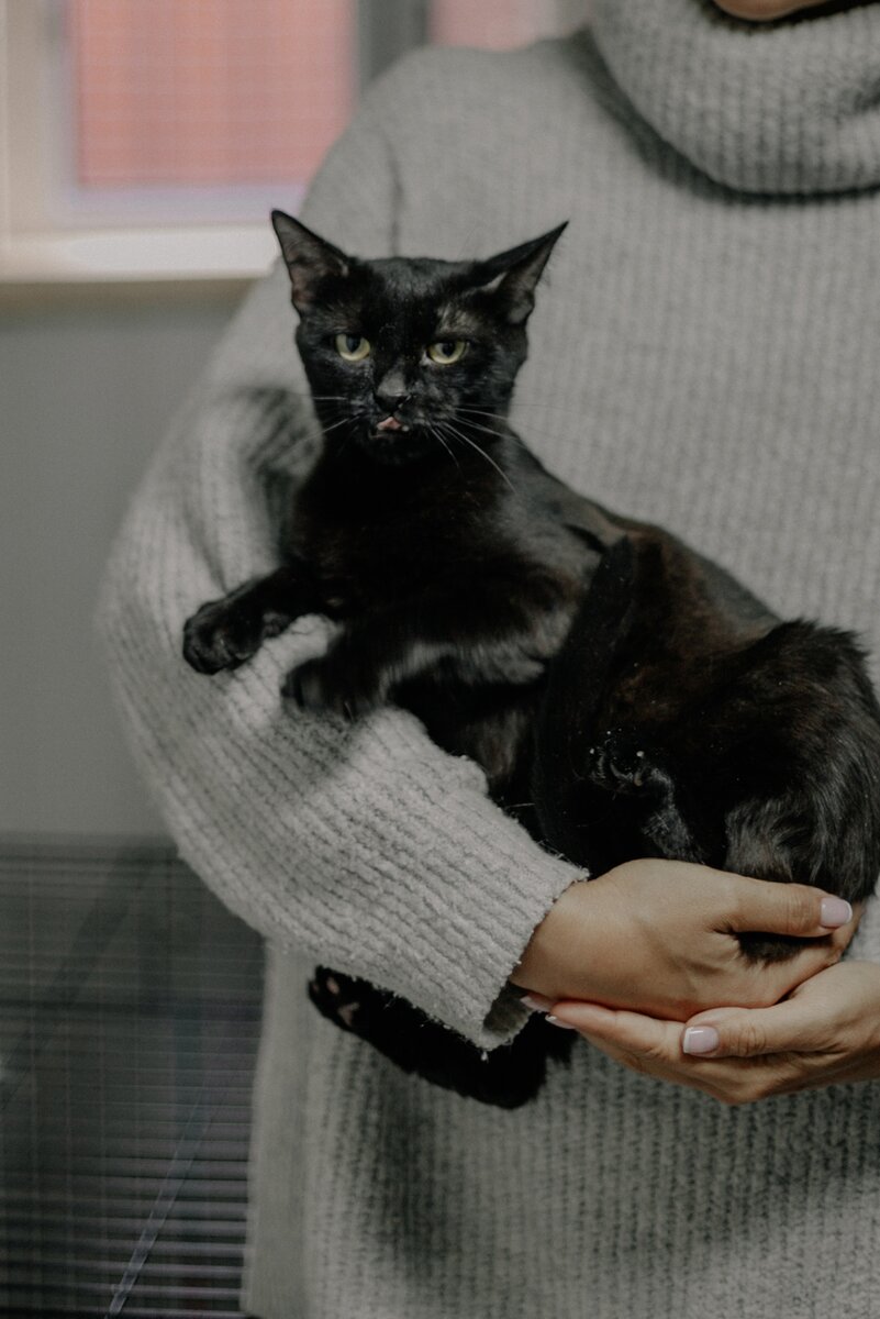 Как пантера, мощная, черная, гладкая, мудрая, вальяжная. Маугли смотрели? Вот, она! Вылитая! 
