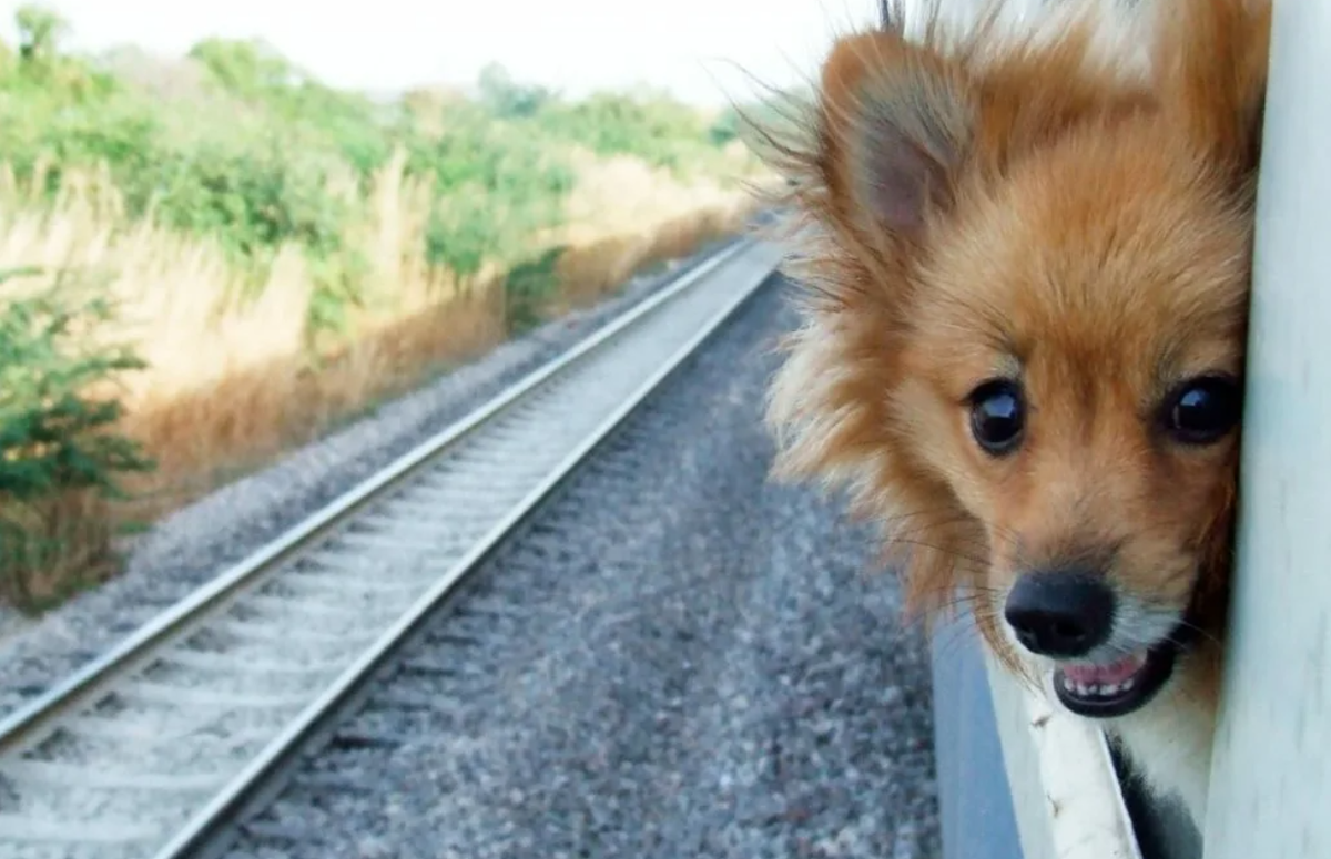 источник: doggav