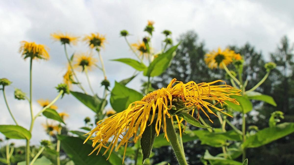    Желтые цветы в поле:Pixabay