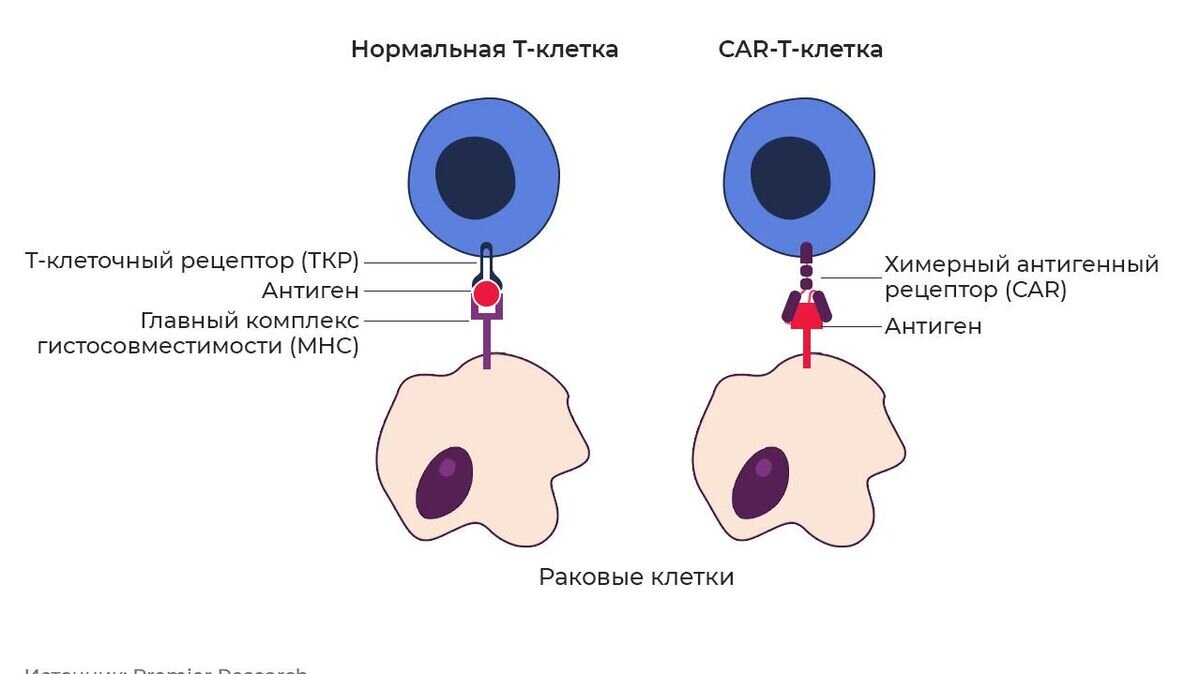    Взаимодействие нормальной (слева) и модифицированной Т-клетки с раковой клеткой© Иллюстрация РИА Новости