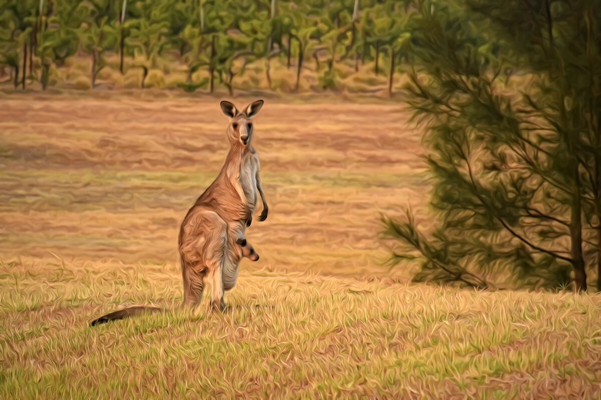 Почему в Австралии животные сумчатые?
