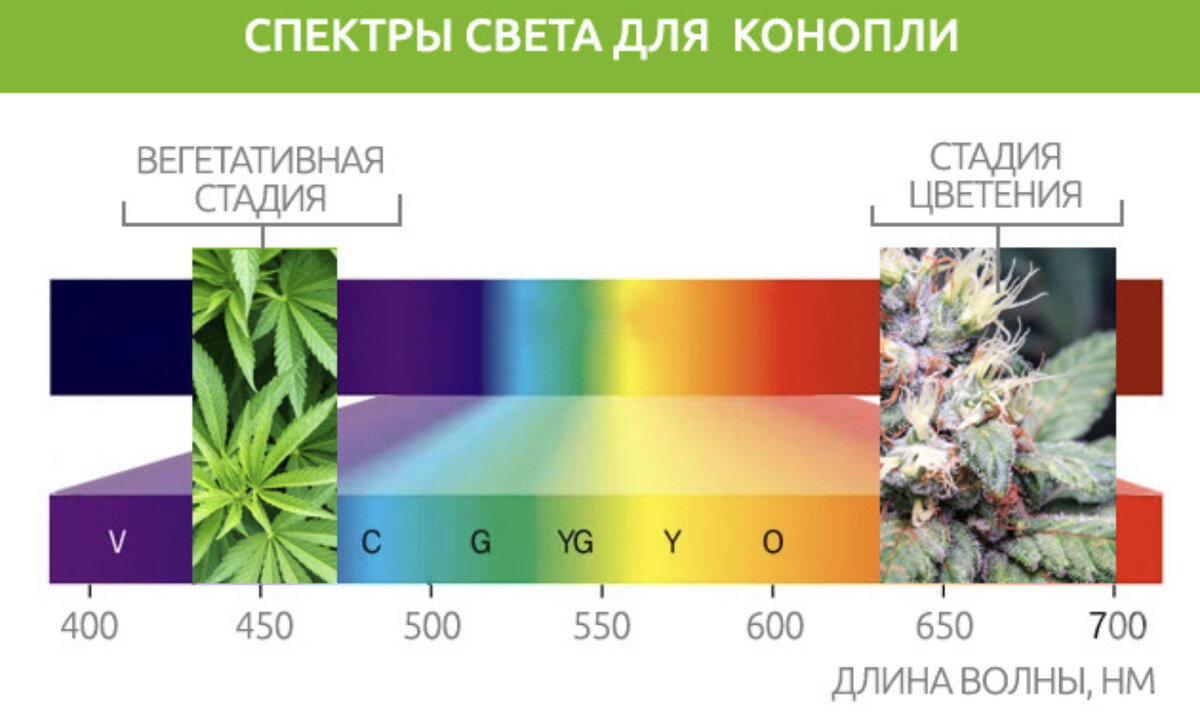 Спектр света для роста. Спектры света для марихуаны. Спектр для канабиса. Спектр света для растений. Какой спектр для марихуаны.