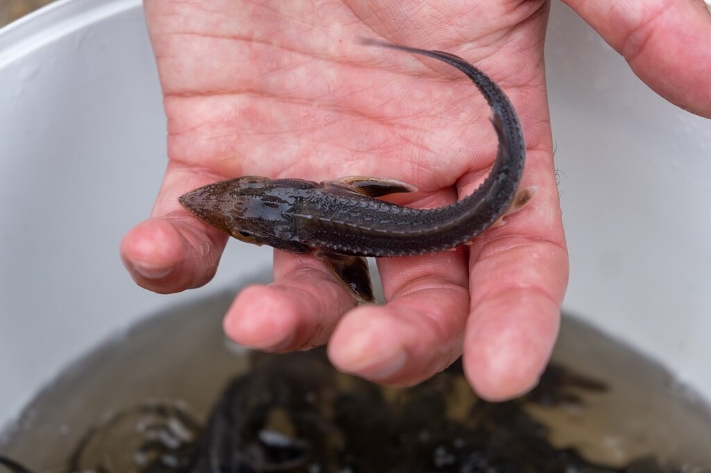   Фото: Амурский ГХК