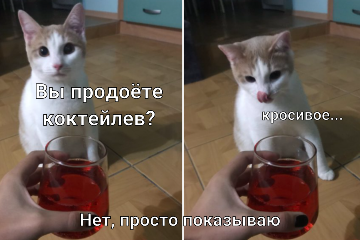 Показываю вам этот. Мем про Рыбов. Мемы красивое с котами. Котики и рыбы Мем. Коты и рыба Мем.