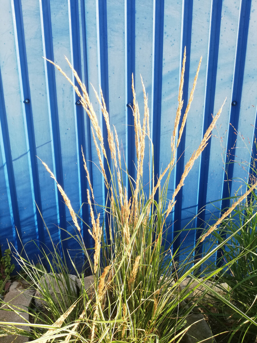 Вейник остроцветковый 'Overdam', выселенный за забор, в начале августа