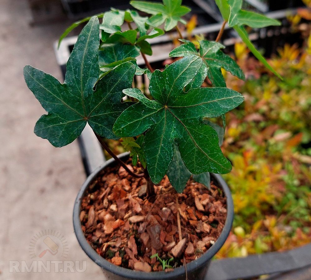   Фото matla-flowers.com.ua