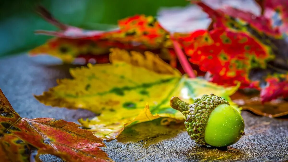 Жёлуди созревают в середине сентября. Фото: unsplash.com