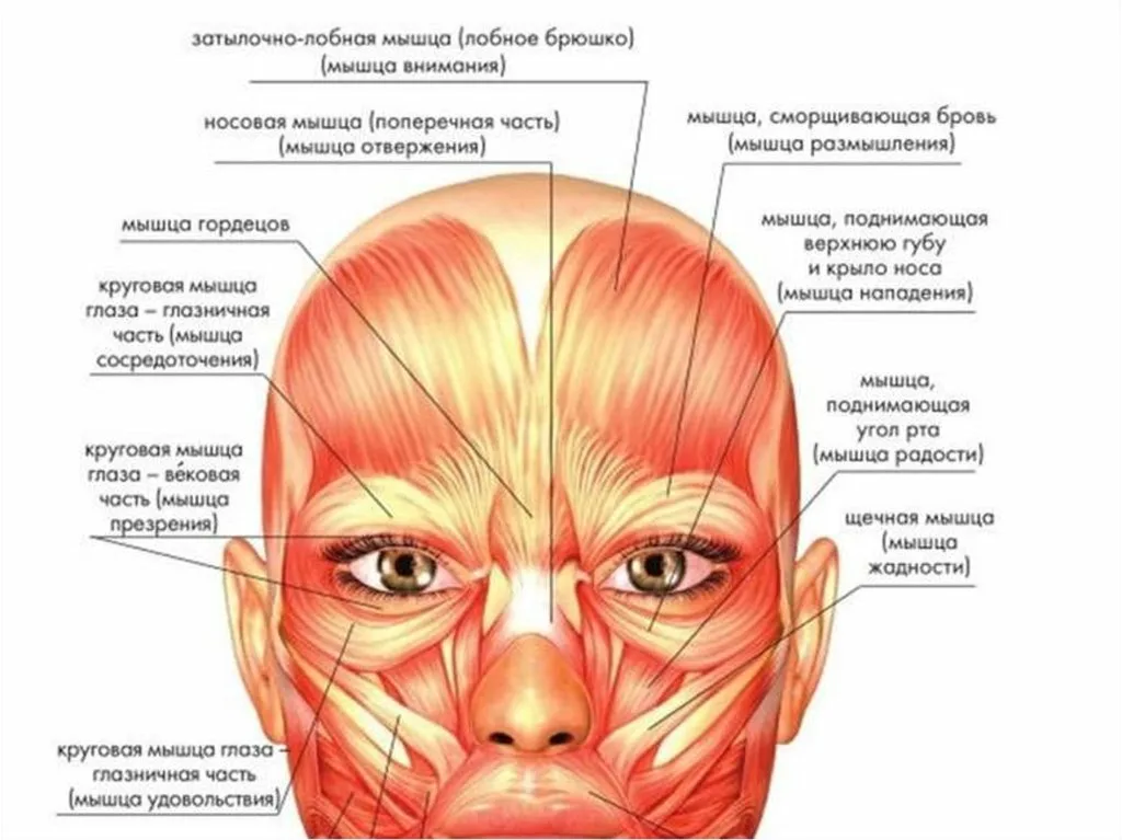 Мышцы лица и мимические мышцы