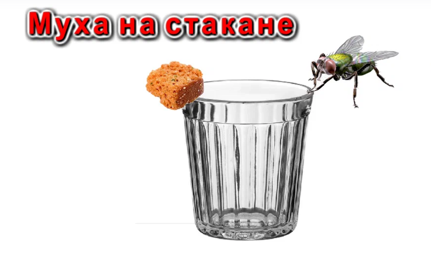 МУХА НА СТАКАНЕ