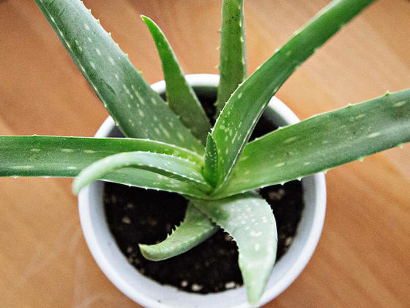 алоэ мыльное